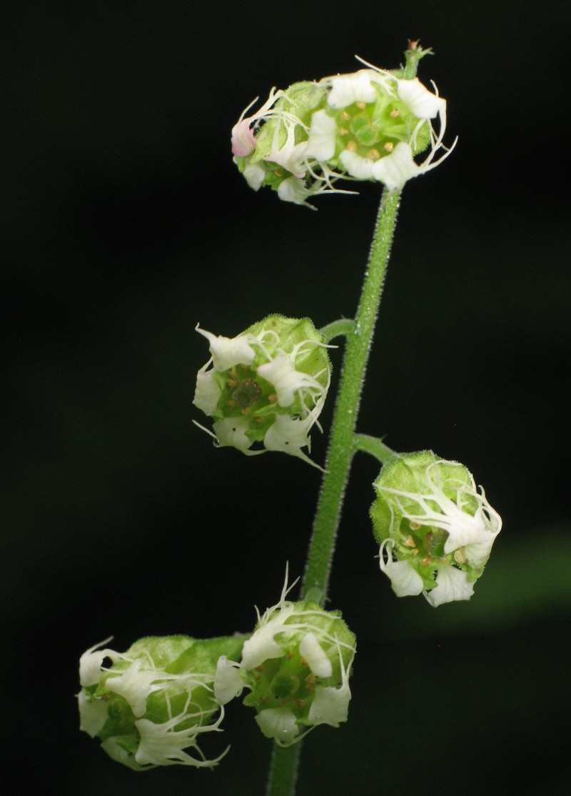 Bigflower Tellima photo 3