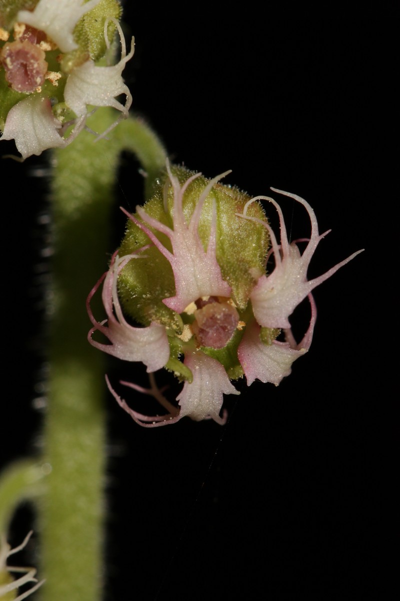 Bigflower Tellima photo 8