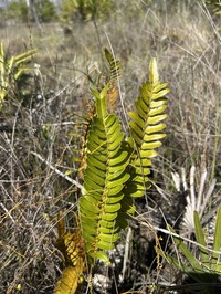 Toothed Midsorus Fern