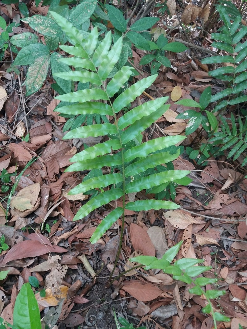 Toothed Midsorus Fern photo 2