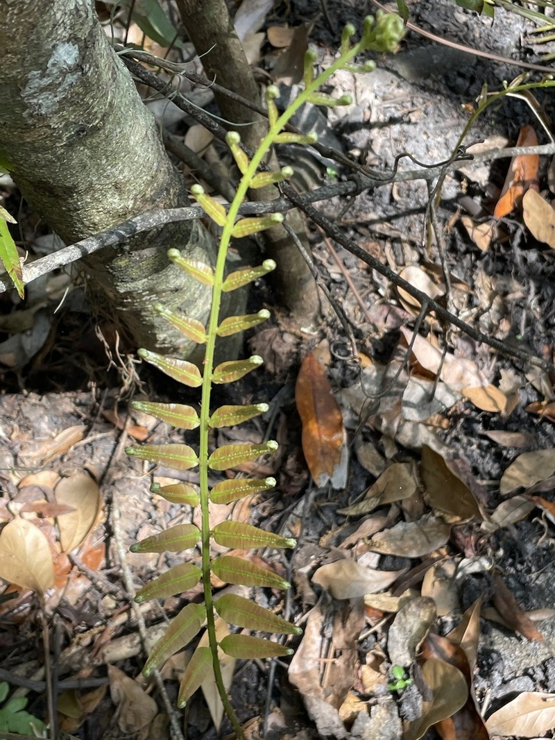 Toothed Midsorus Fern photo 3