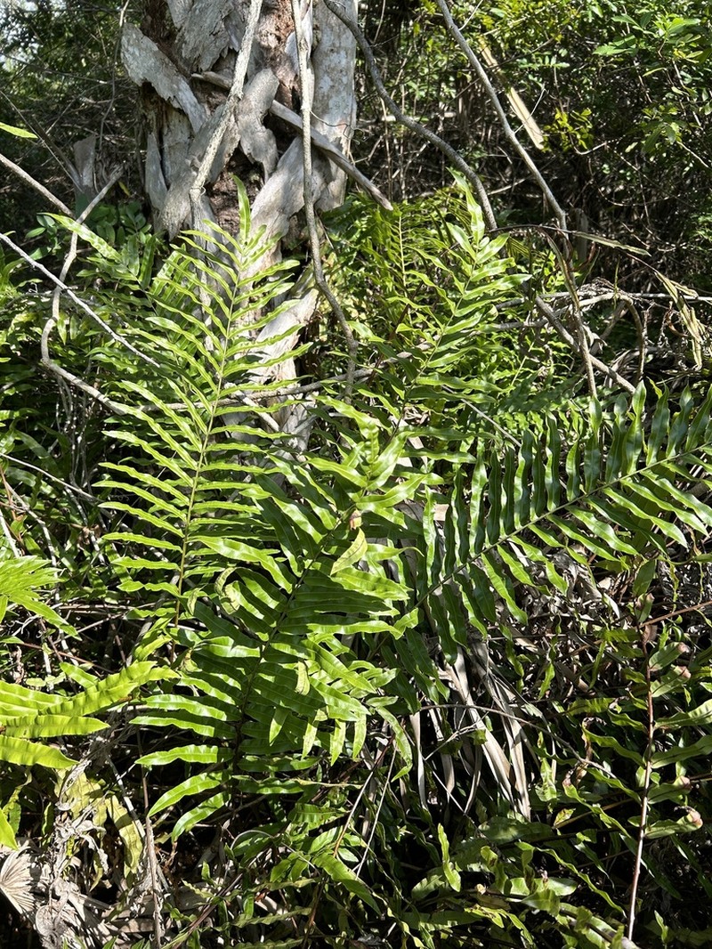 Toothed Midsorus Fern photo 4