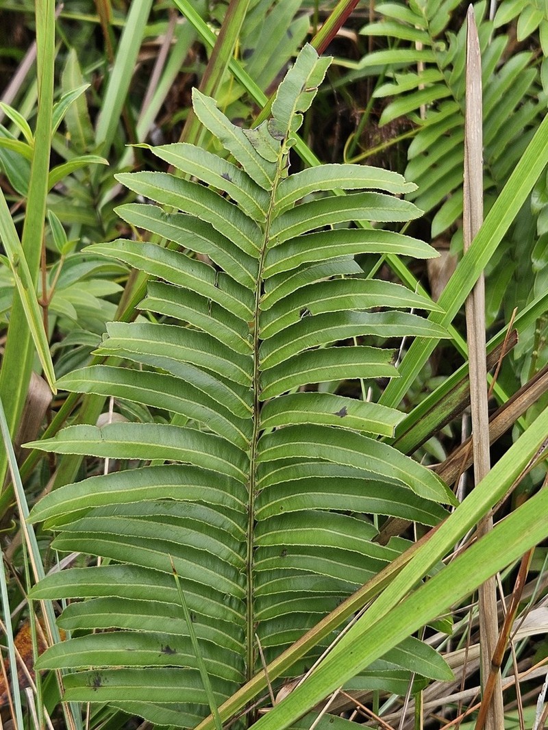 Toothed Midsorus Fern photo 5