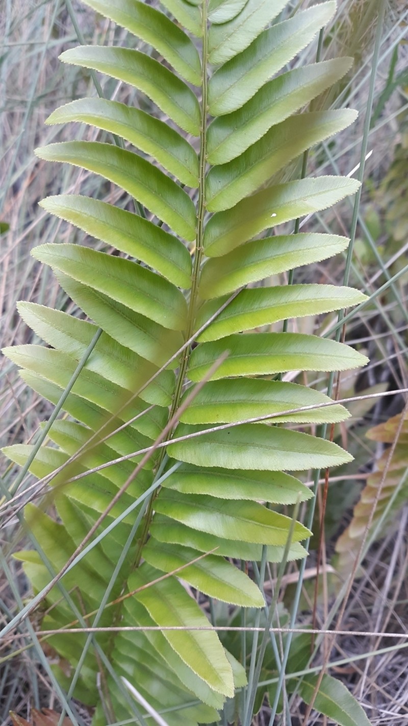 Toothed Midsorus Fern photo 6
