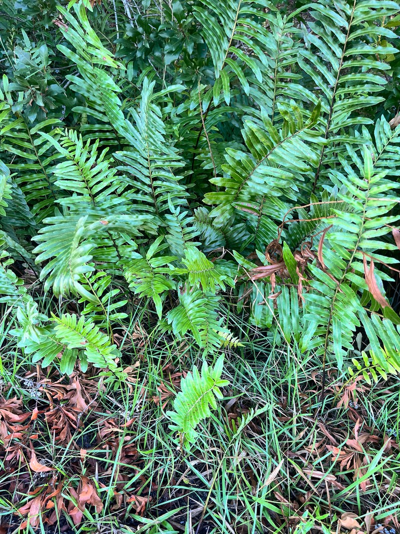 Toothed Midsorus Fern photo 7