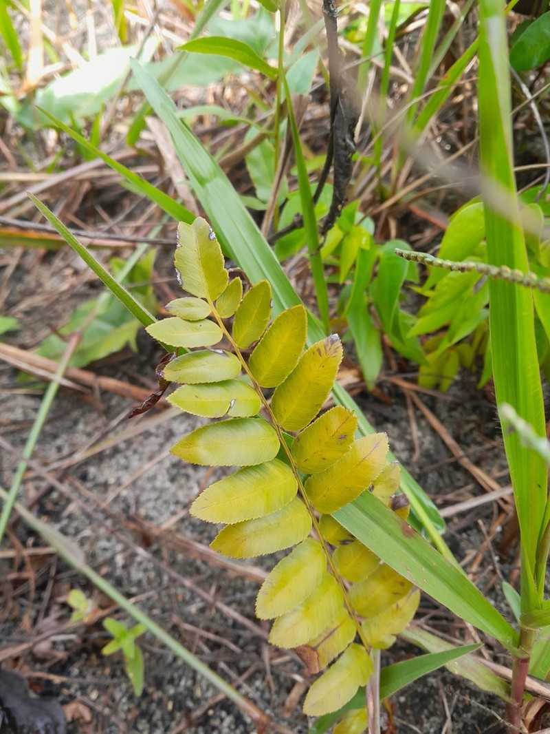 Toothed Midsorus Fern photo 8