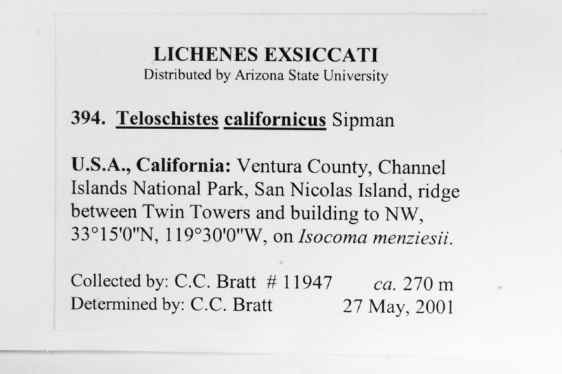Teloschistes californicus photo 3