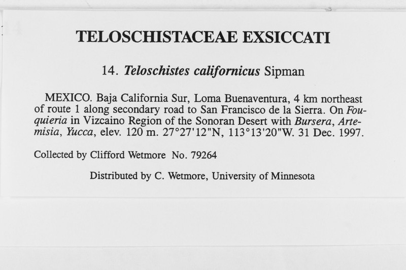 Teloschistes californicus photo 4