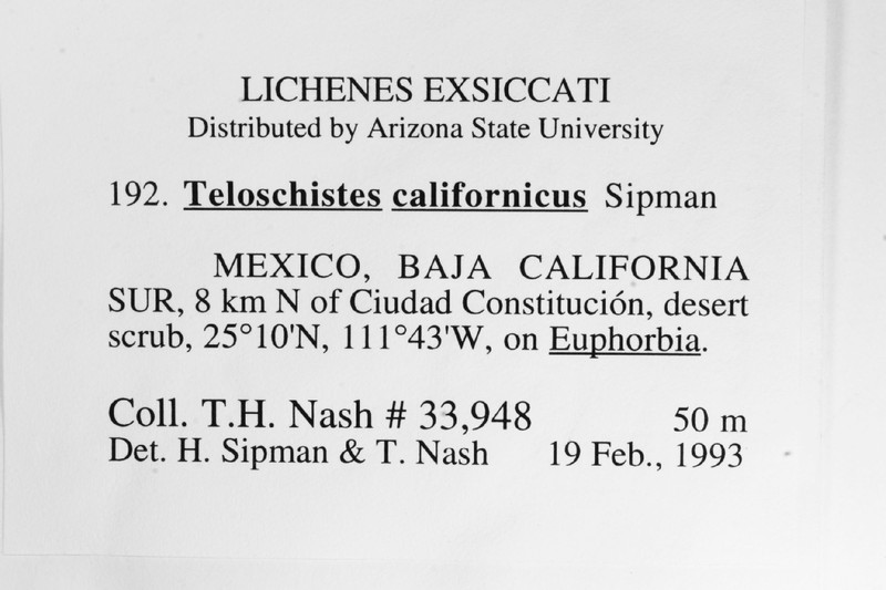 Teloschistes californicus photo 6