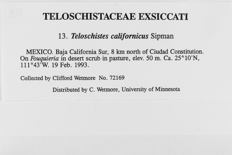 Teloschistes californicus photo 7