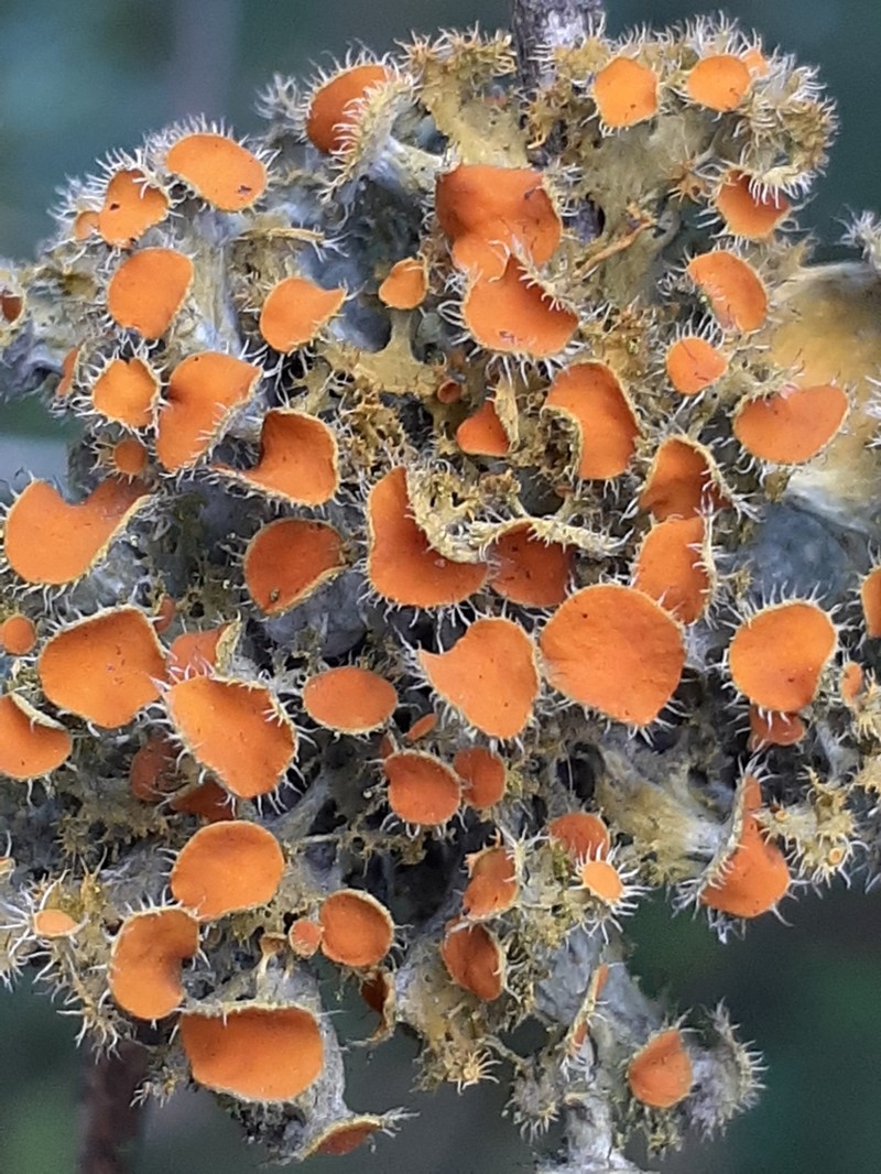 Teloschistes Lichen photo 2