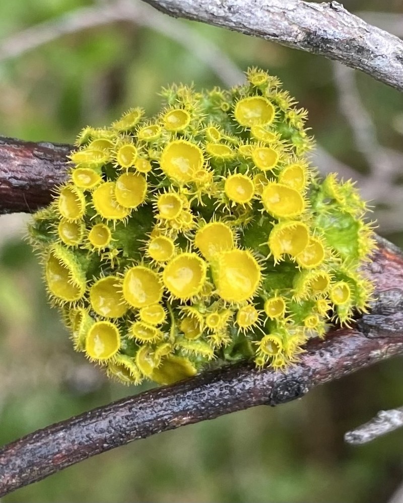 Teloschistes Lichen photo 3