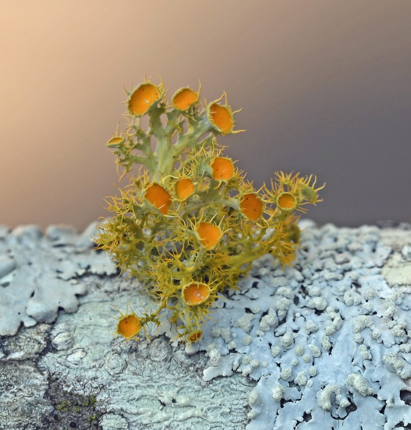 Teloschistes Lichen photo 4
