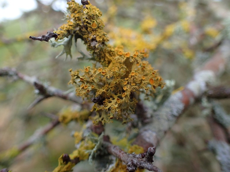 Teloschistes Lichen photo 5