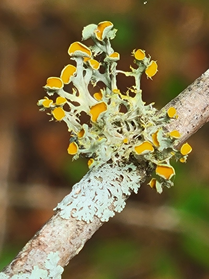 Teloschistes Lichen photo 6