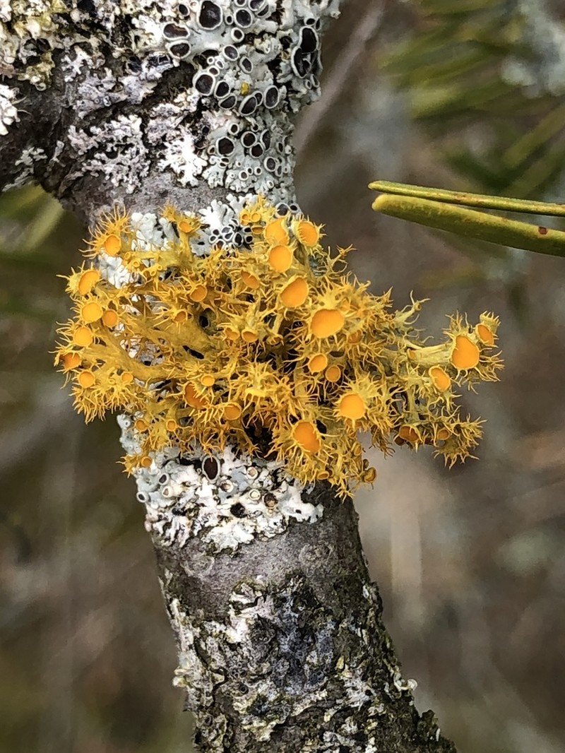 Teloschistes Lichen photo 7