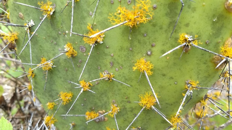 Teloschistes Lichen photo 3