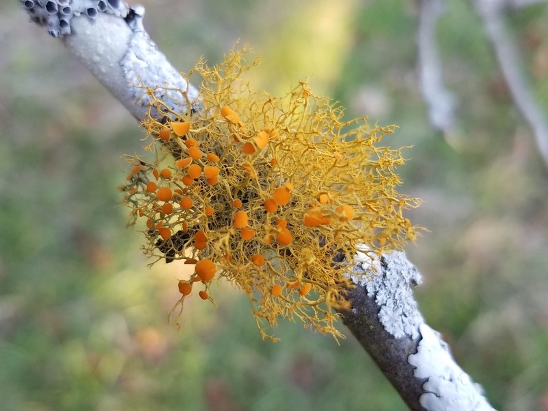 Teloschistes Lichen photo 4