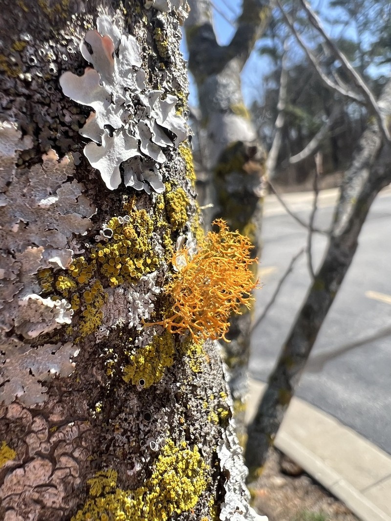 Teloschistes Lichen photo 5