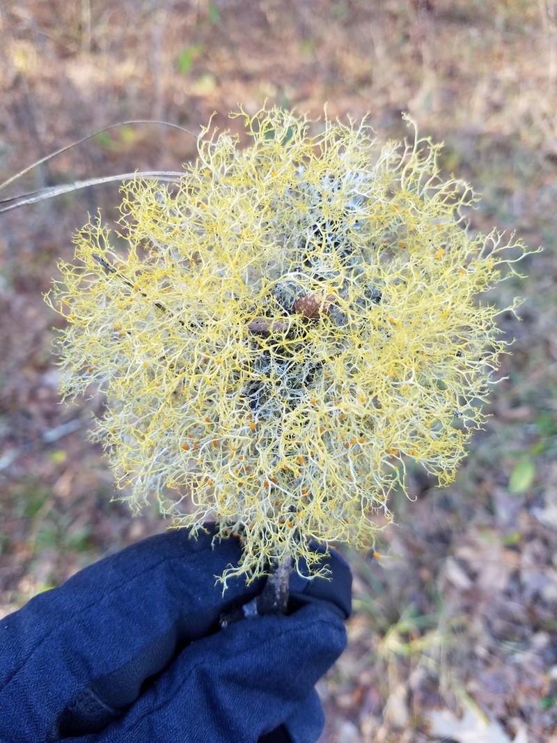 Teloschistes Lichen photo 6