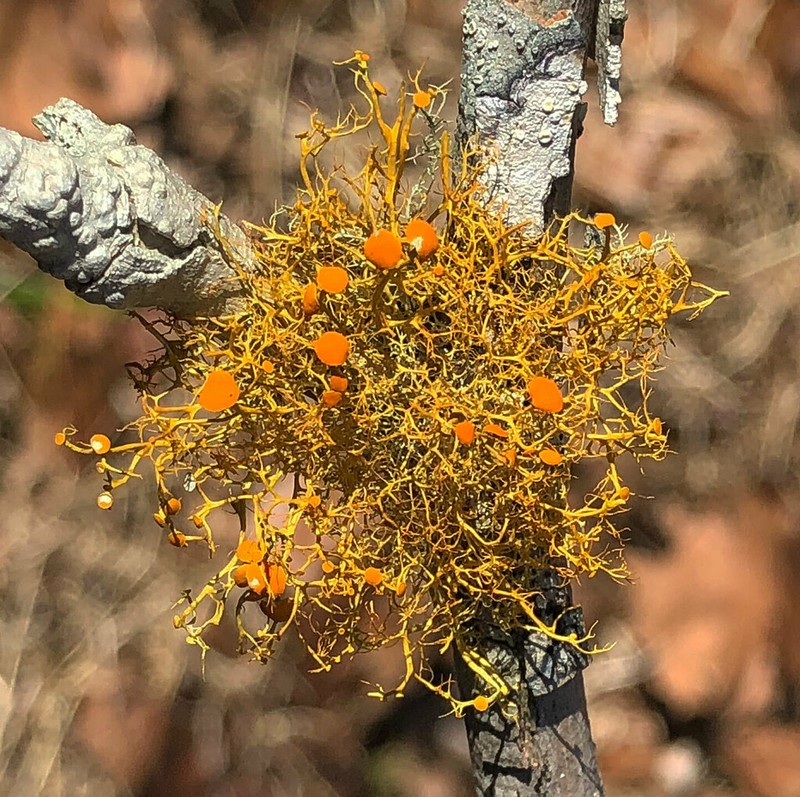 Teloschistes Lichen photo 7