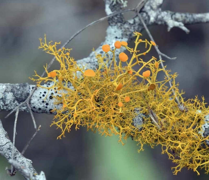 Teloschistes Lichen photo 8