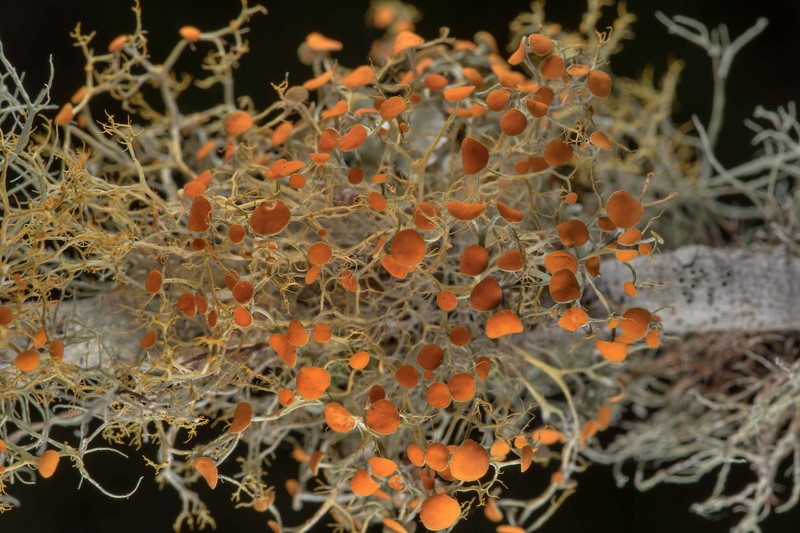 Teloschistes Lichen