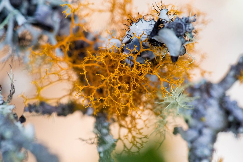 Teloschistes Lichen