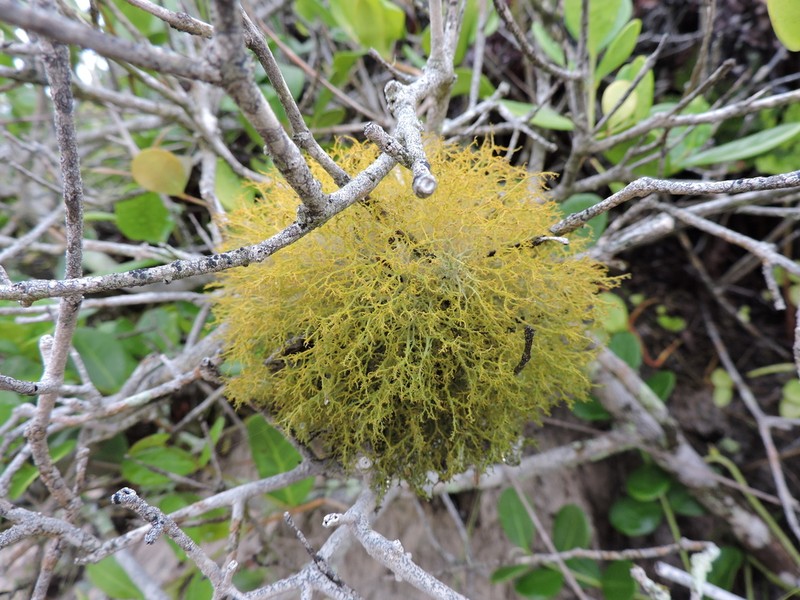 Teloschistes Lichen photo 2