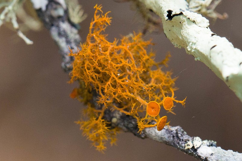 Teloschistes Lichen photo 3