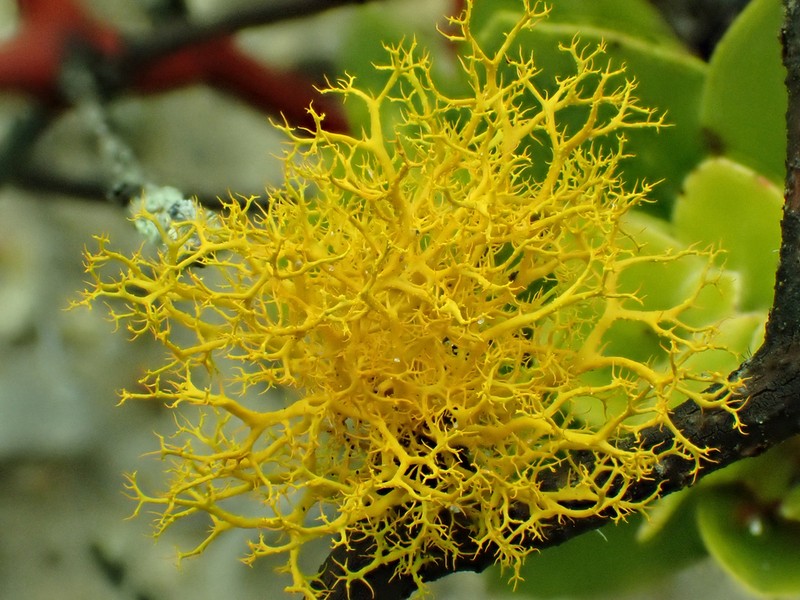 Teloschistes Lichen photo 4