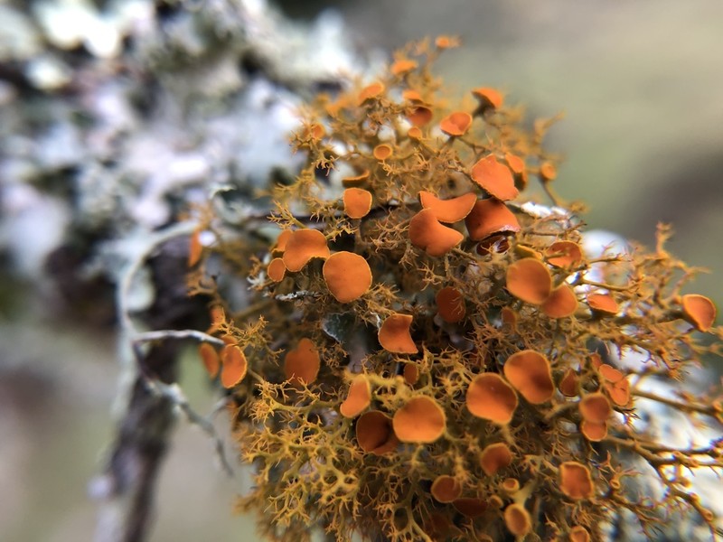 Teloschistes Lichen photo 5