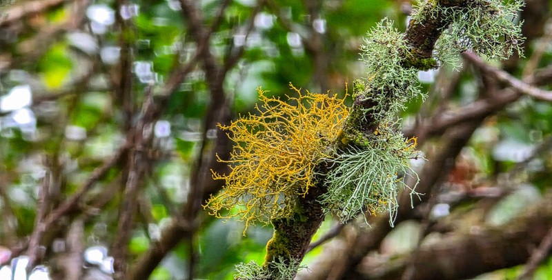 Teloschistes Lichen photo 6
