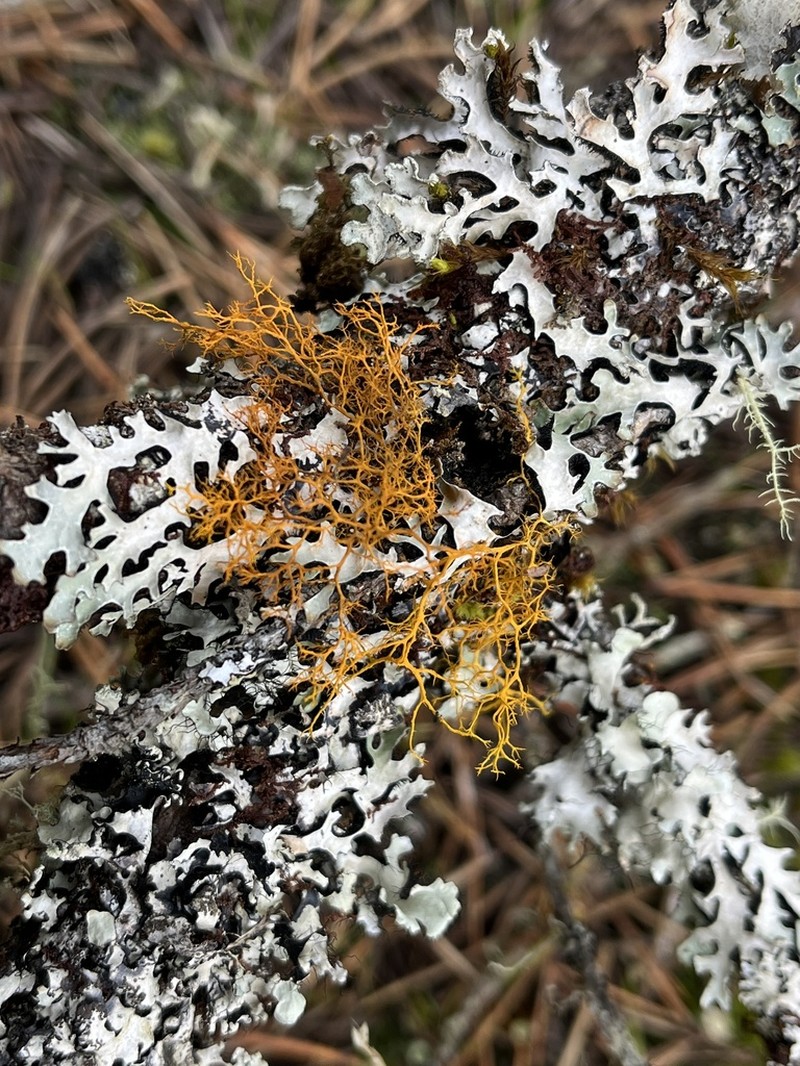 Teloschistes Lichen photo 7