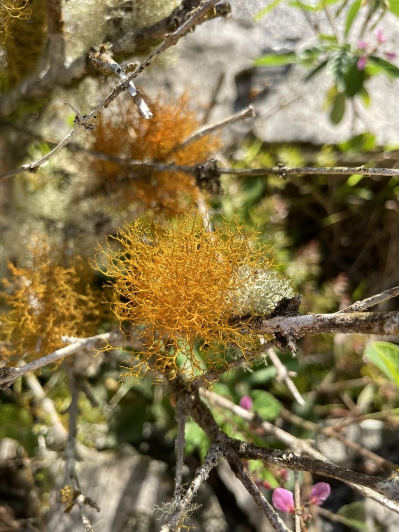Teloschistes Lichen photo 8