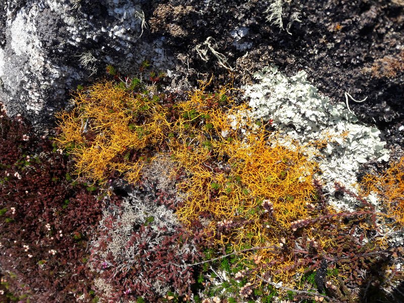 Teloschistes Lichen