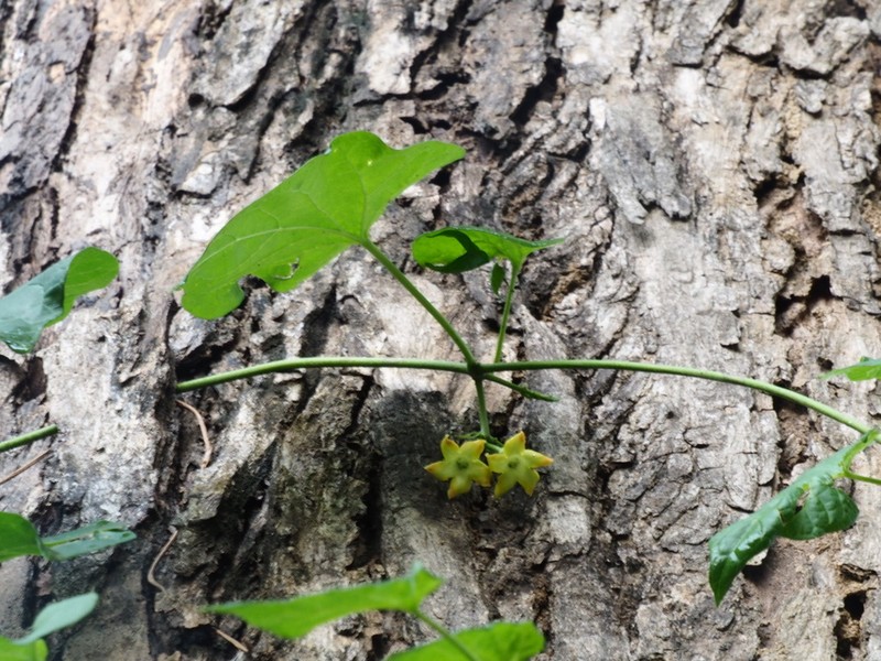 Telosma thailandica