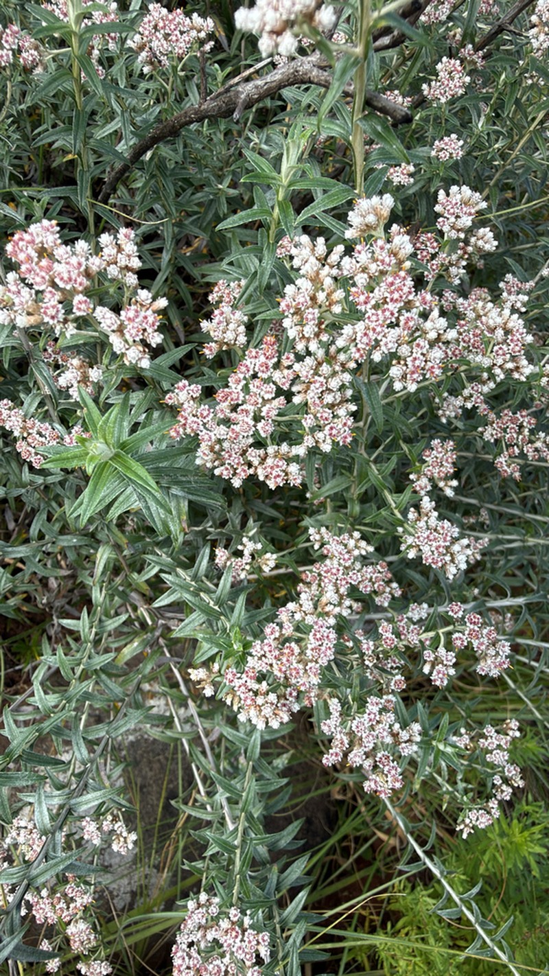 Tenrhynea phylicifolia