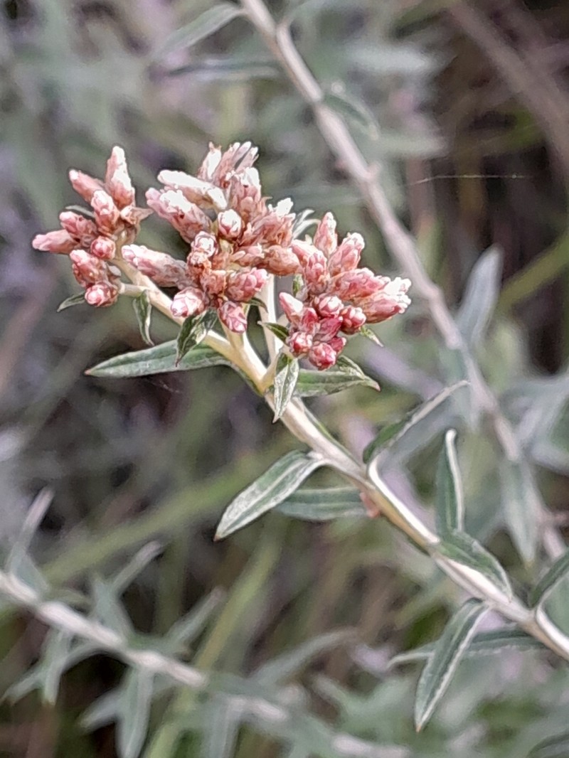 Tenrhynea phylicifolia photo 2