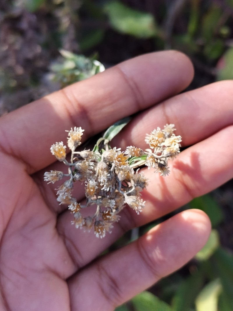 Tenrhynea phylicifolia photo 3