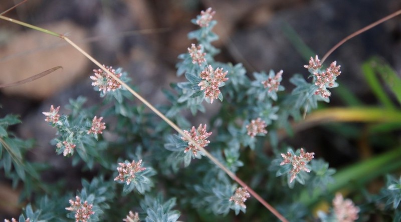 Tenrhynea phylicifolia photo 5