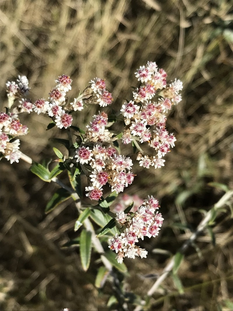 Tenrhynea phylicifolia photo 6