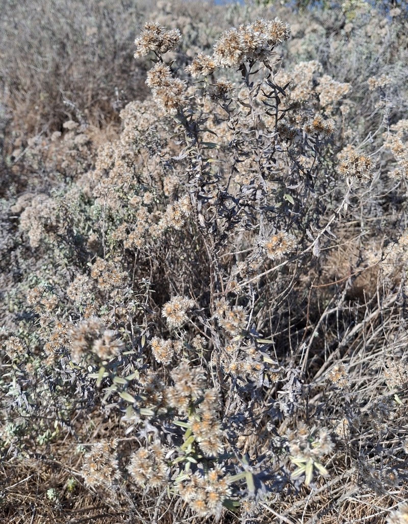 Tenrhynea phylicifolia photo 7