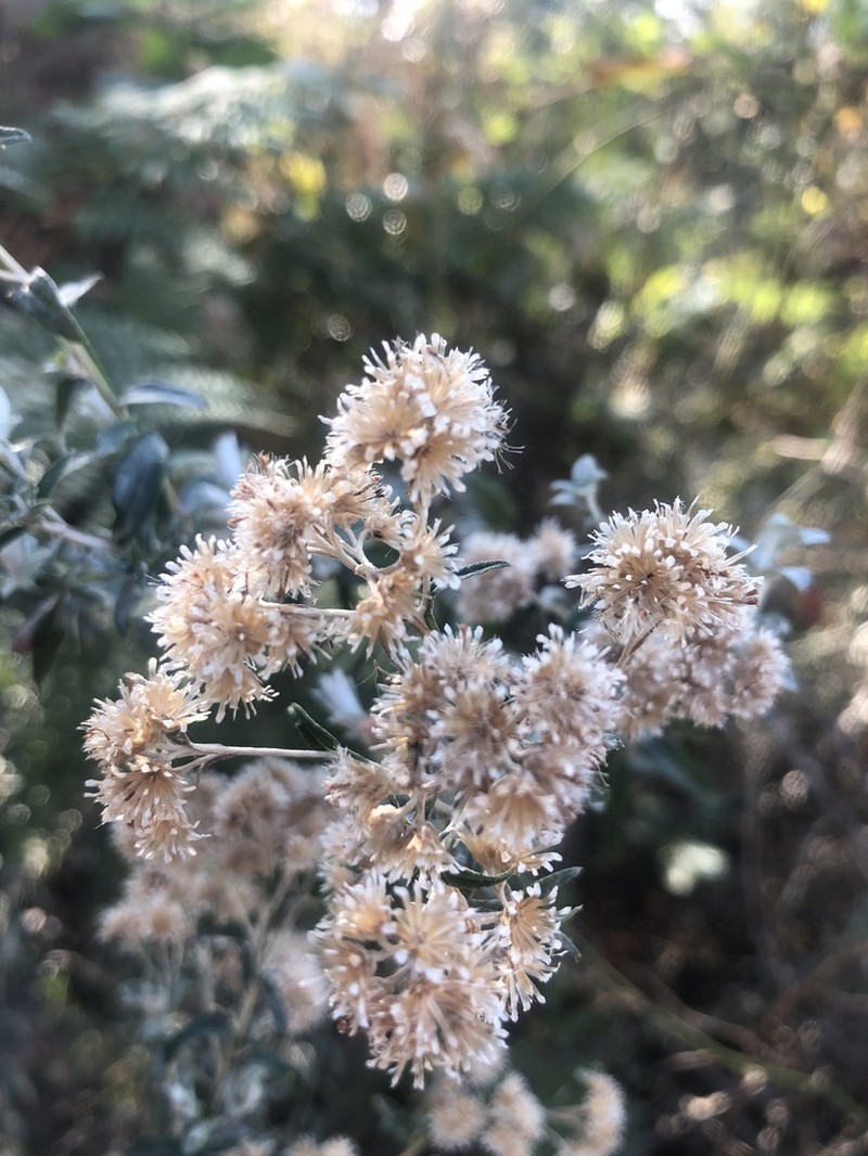 Tenrhynea phylicifolia photo 8