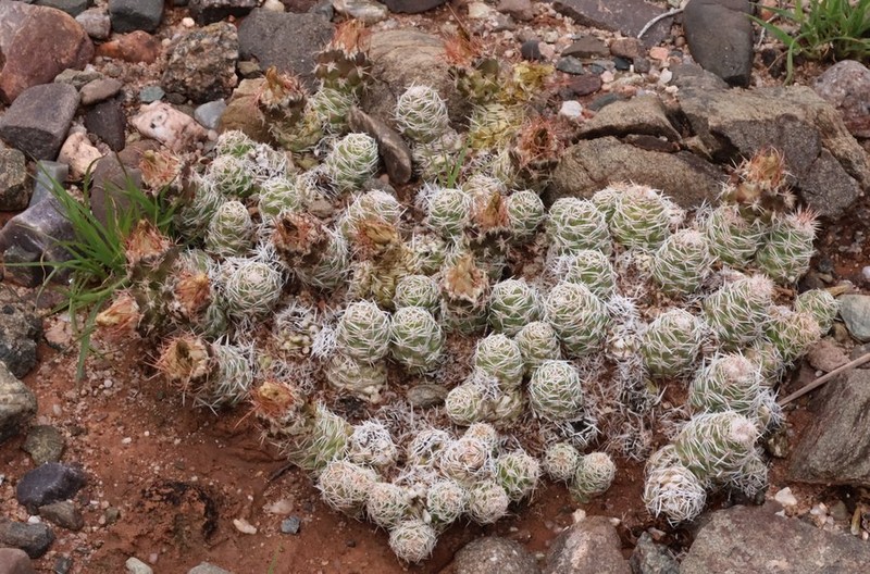 Tephrocactus abditus