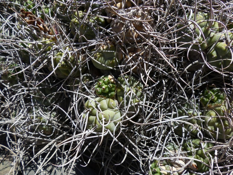Tephrocactus recurvatus photo 2