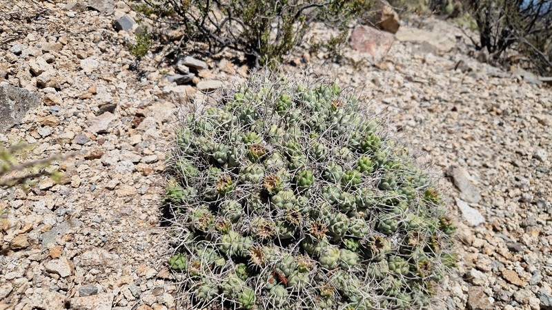 Tephrocactus recurvatus photo 3