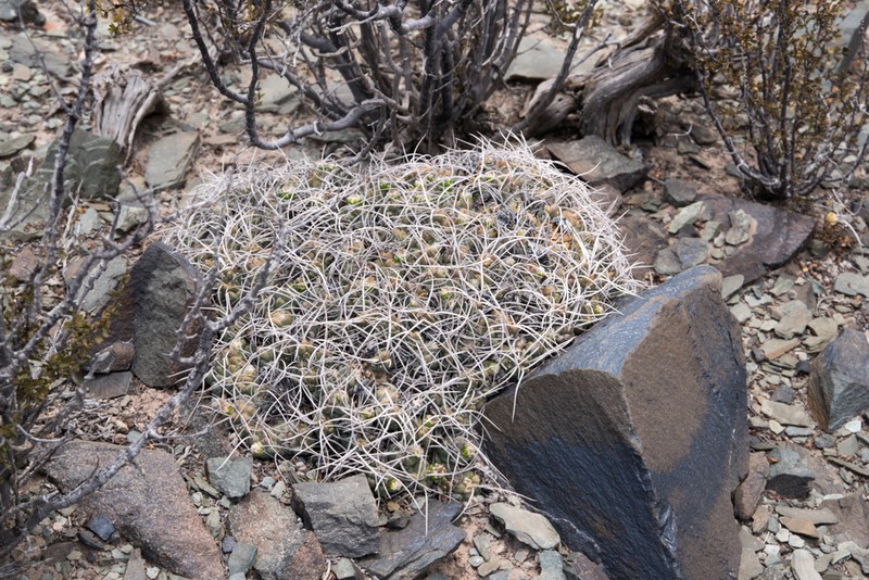 Tephrocactus recurvatus photo 4