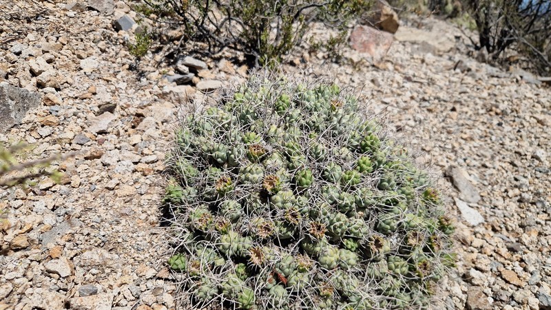 Tephrocactus recurvatus photo 6