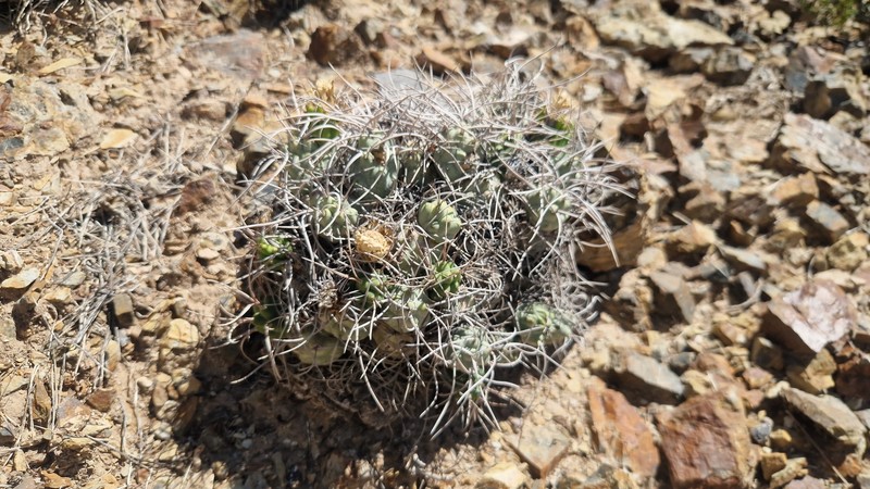 Tephrocactus recurvatus photo 7